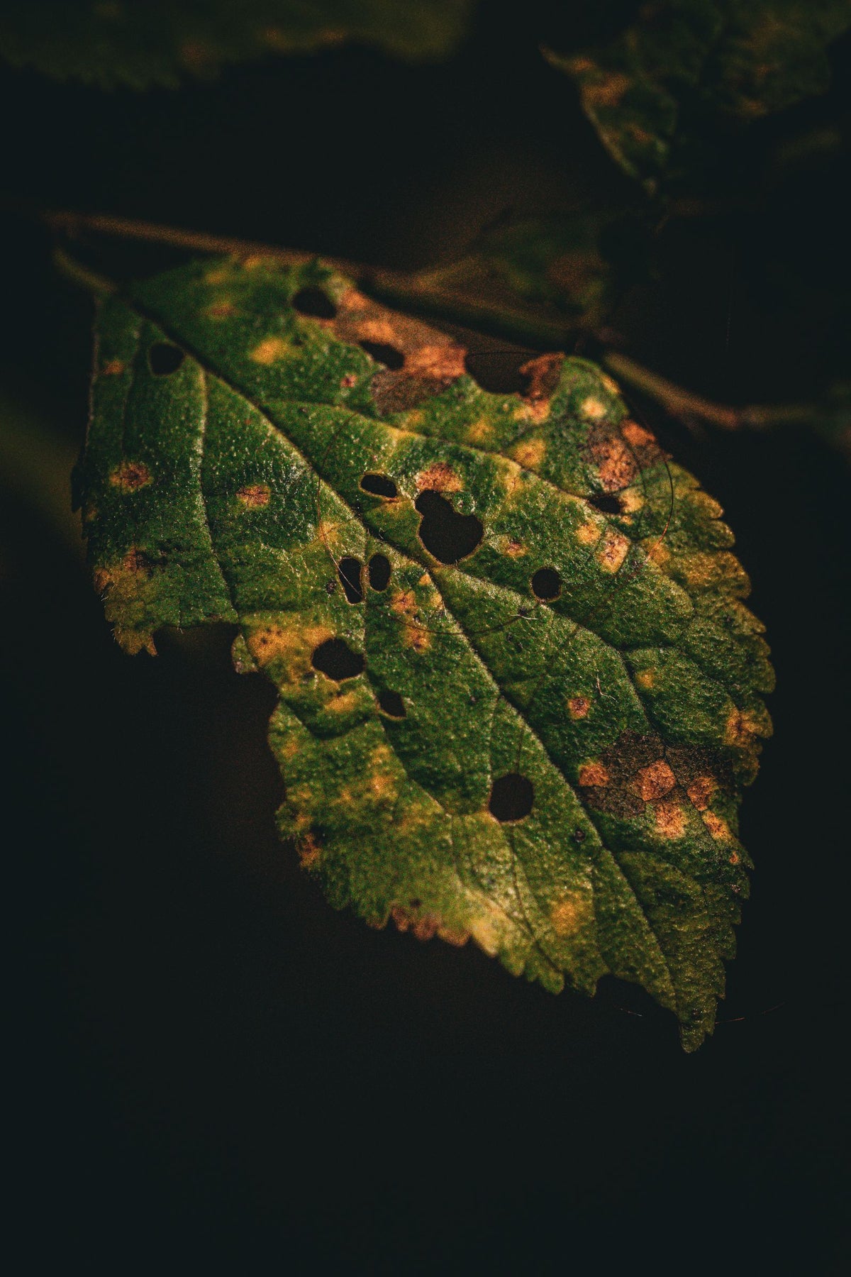 Pest & Disease Diagnosis