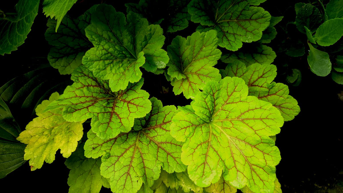 Coral Bells (Heuchera)