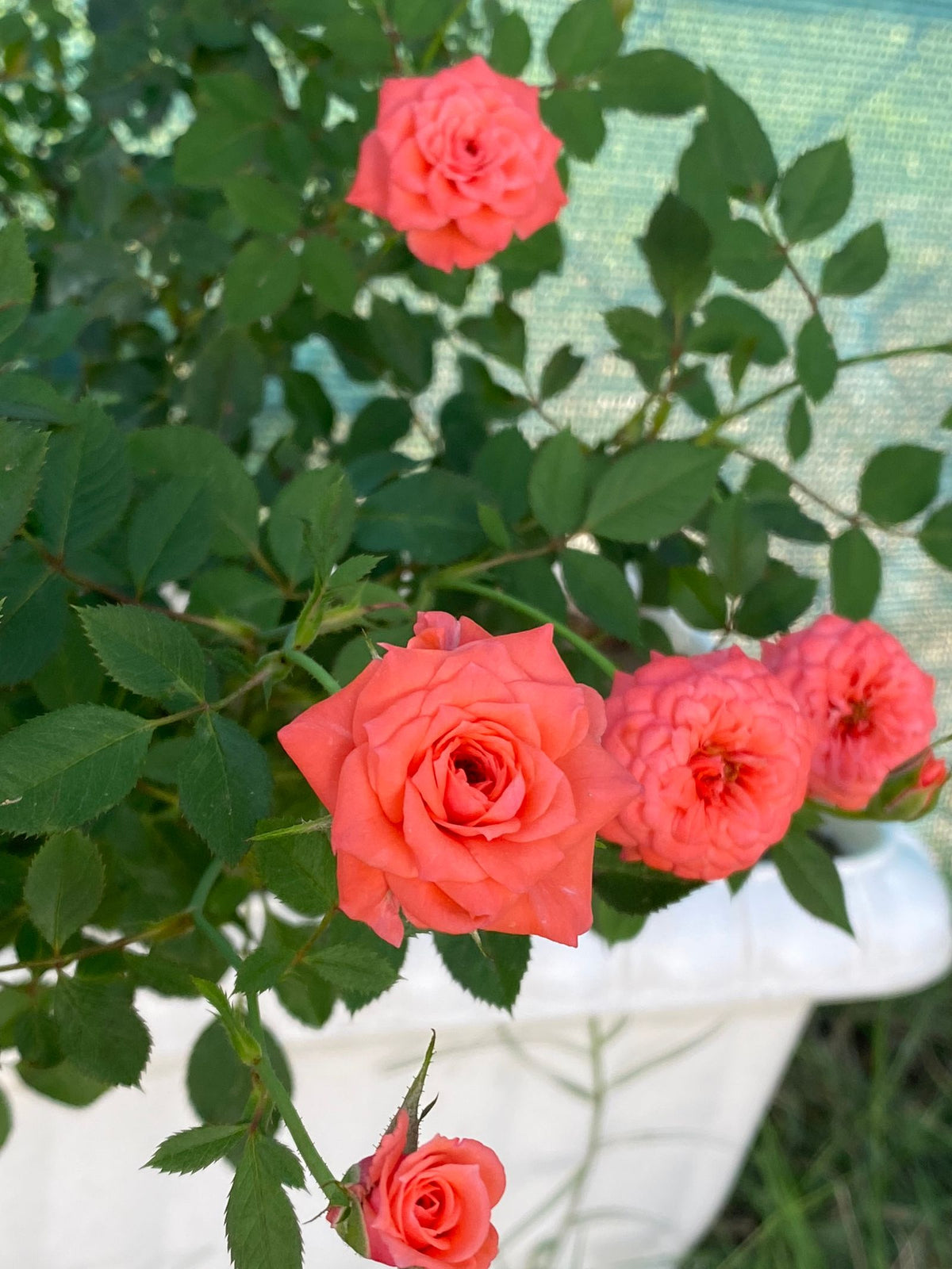 Uptown Girl Rose