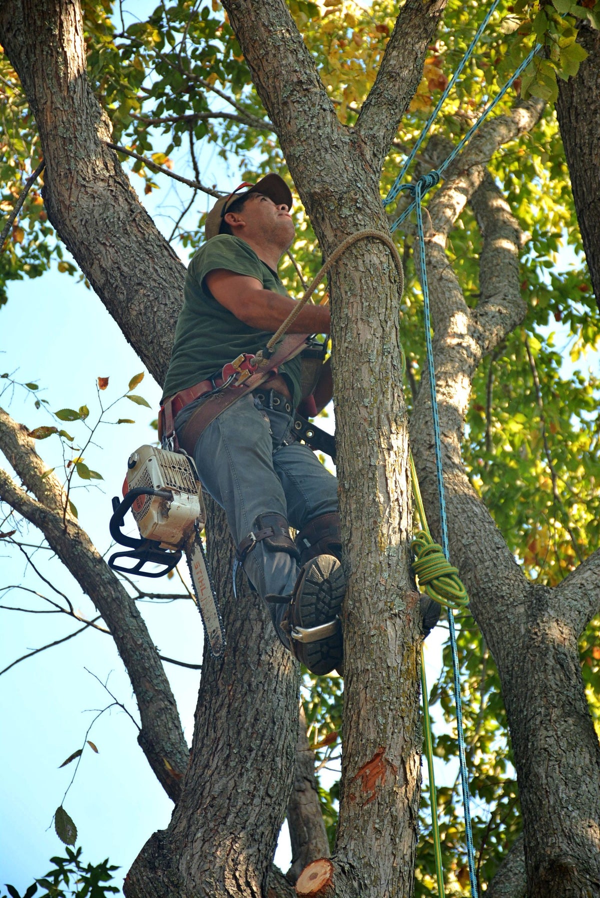 Tree Care