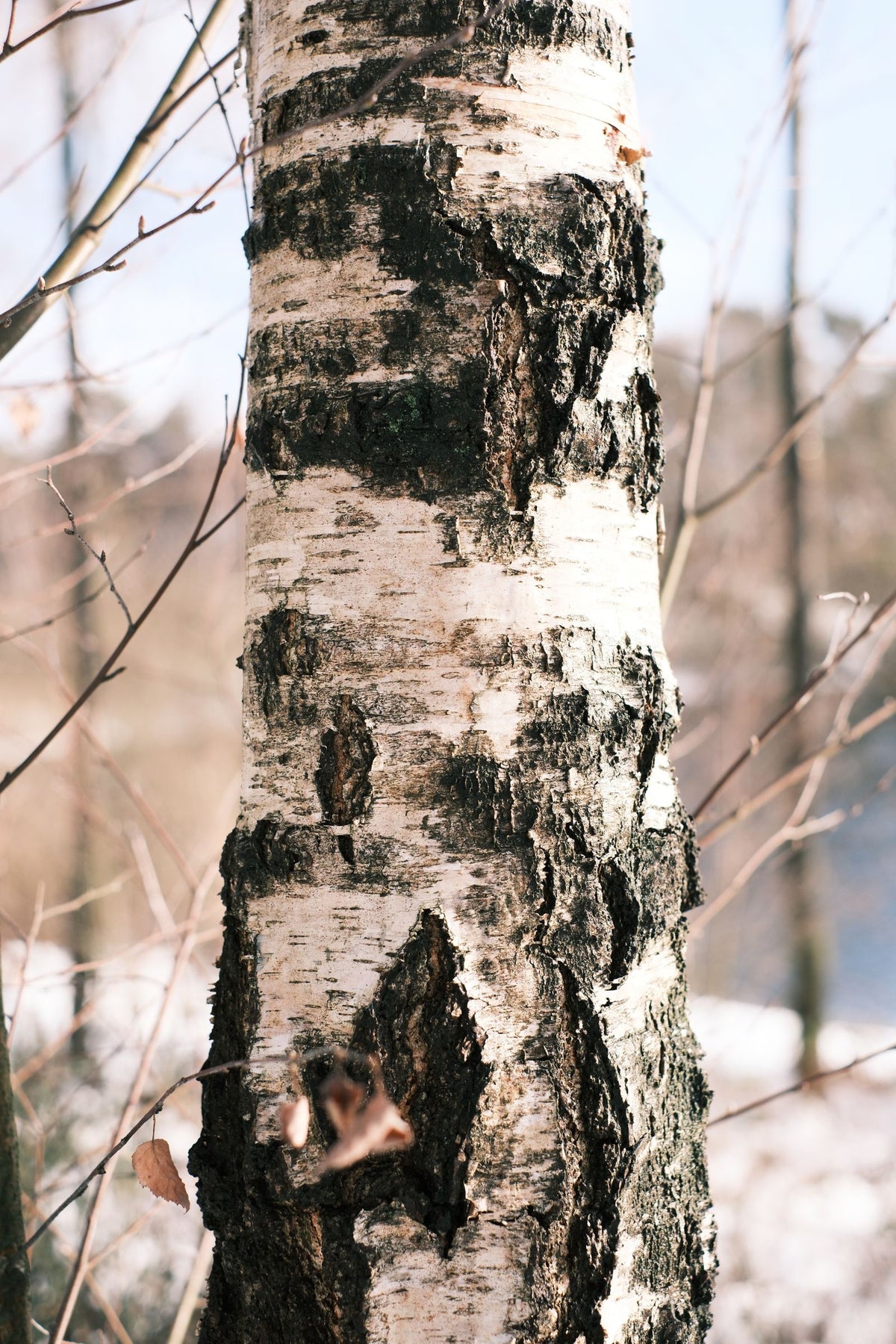 River Birch