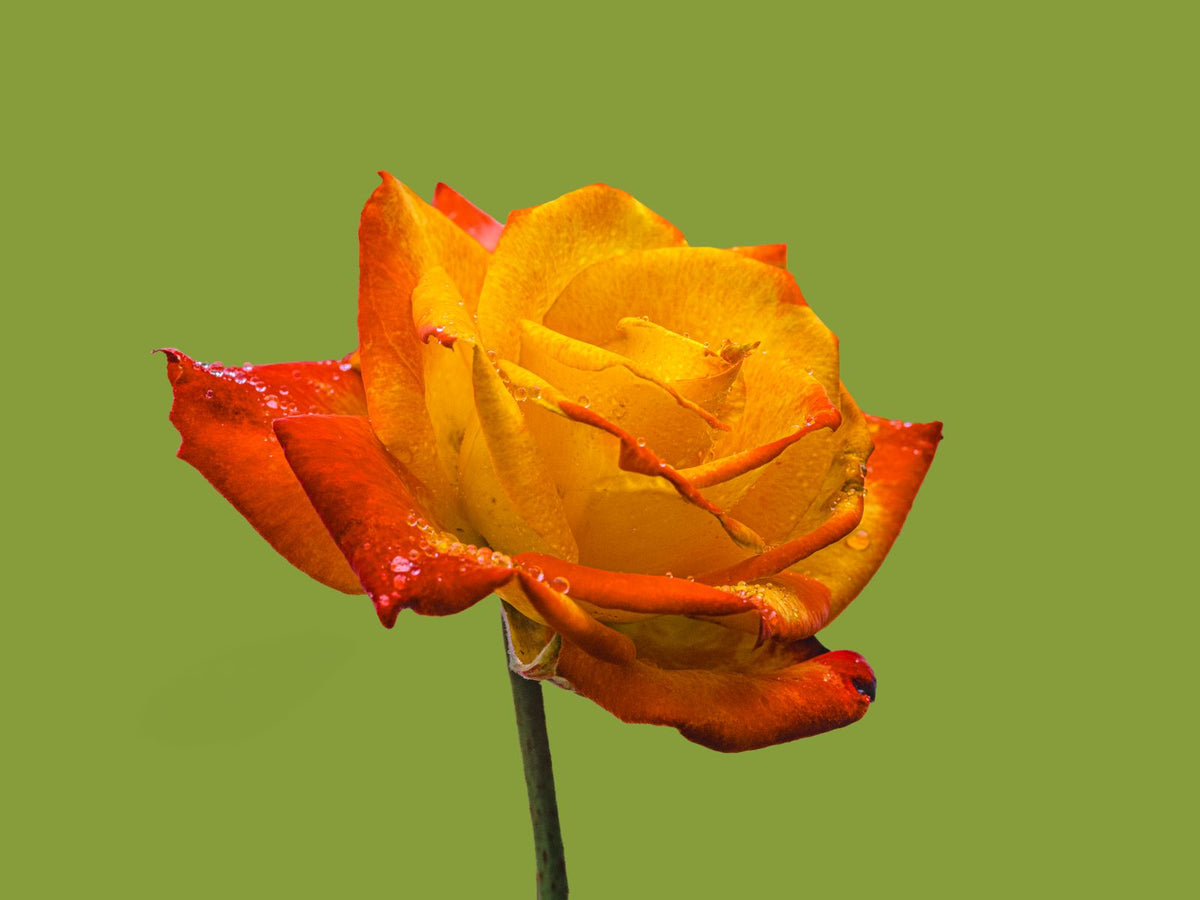 Pop Art Rose