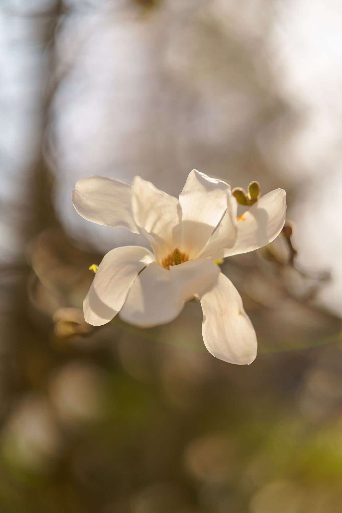 Sweet Bay Magnolia