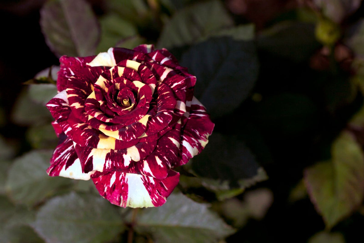 Love at First Sight Rose