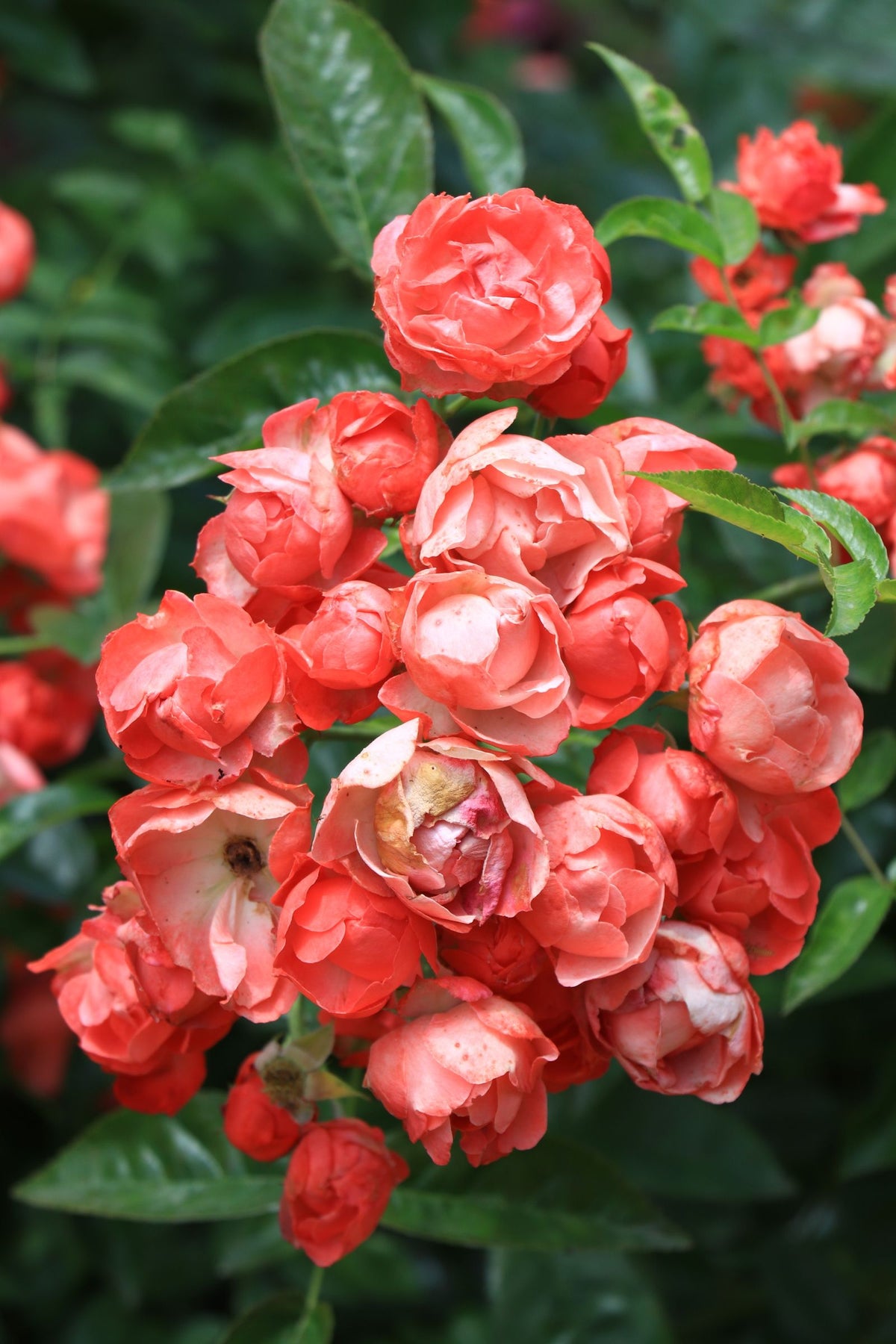 America Climbing Rose