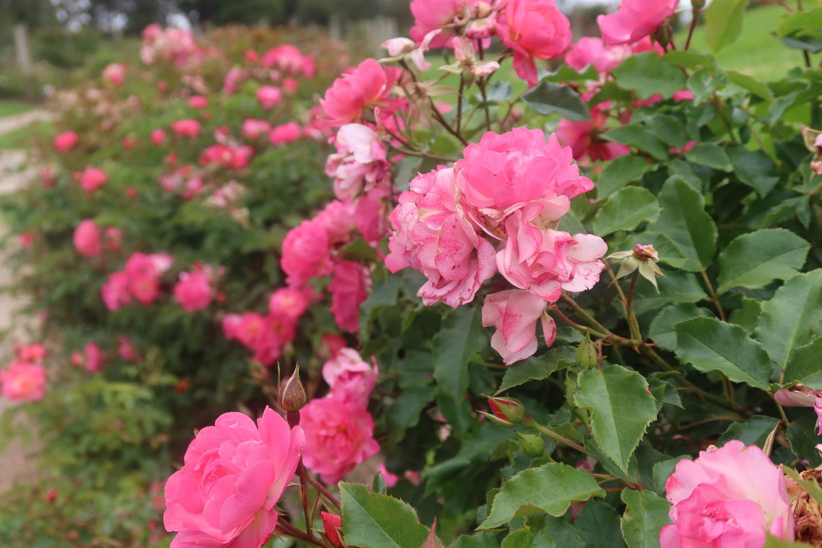 Pink Freedom Rose
