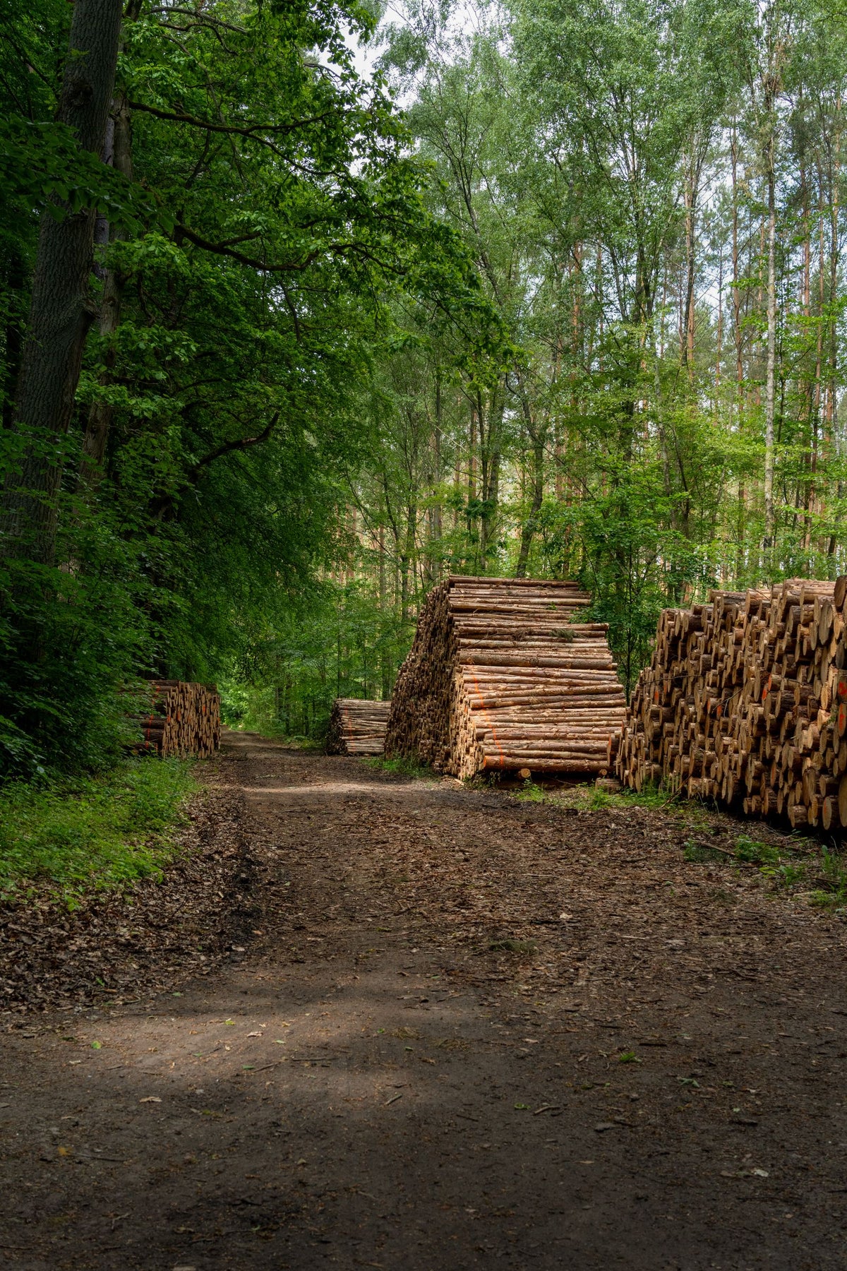 Landscape Timbers