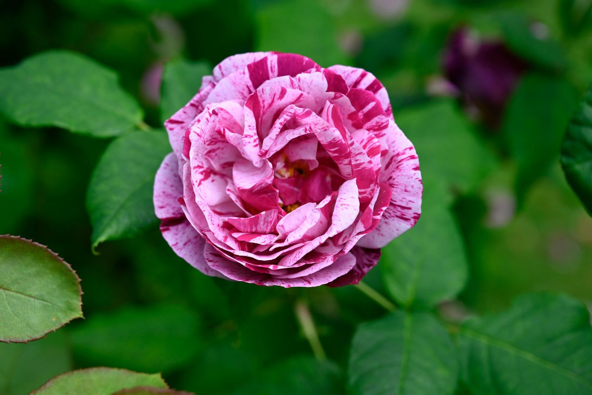 Neil Diamond Rose