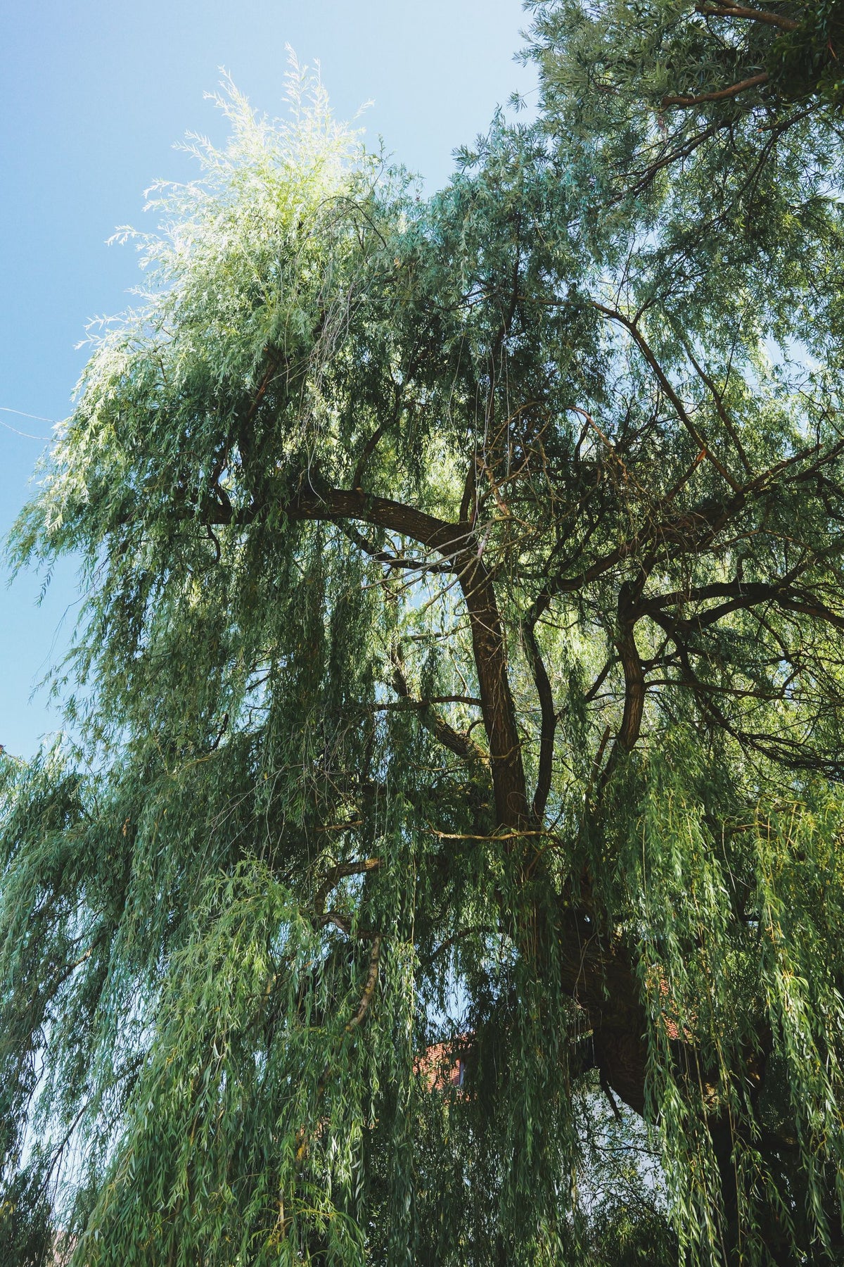 Navajo Globe Willow