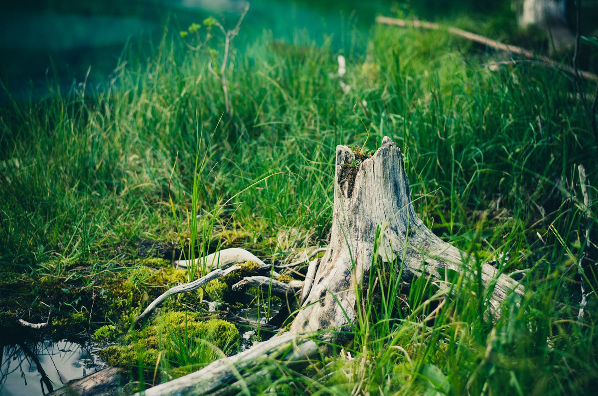 Stump Removal