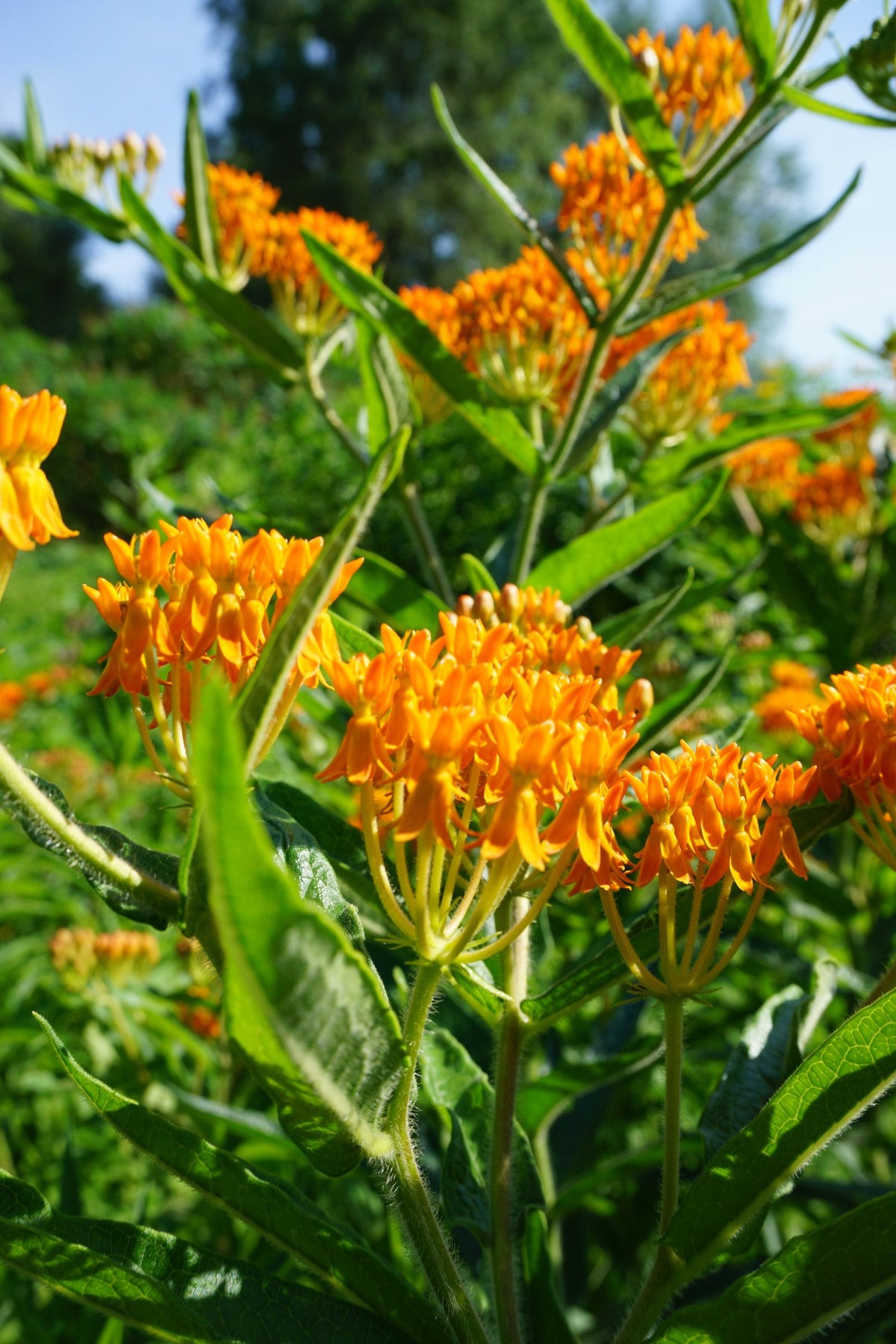 Butterfly Weed