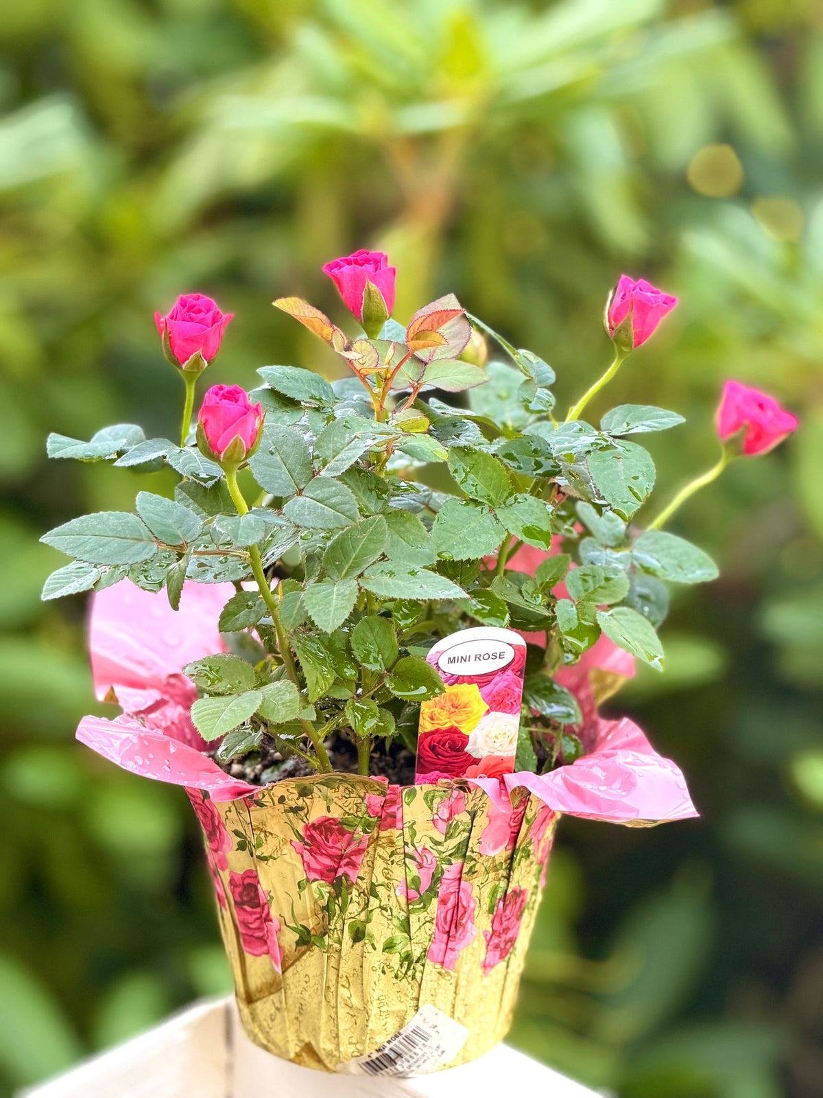 Life's Little Pleasures Rose