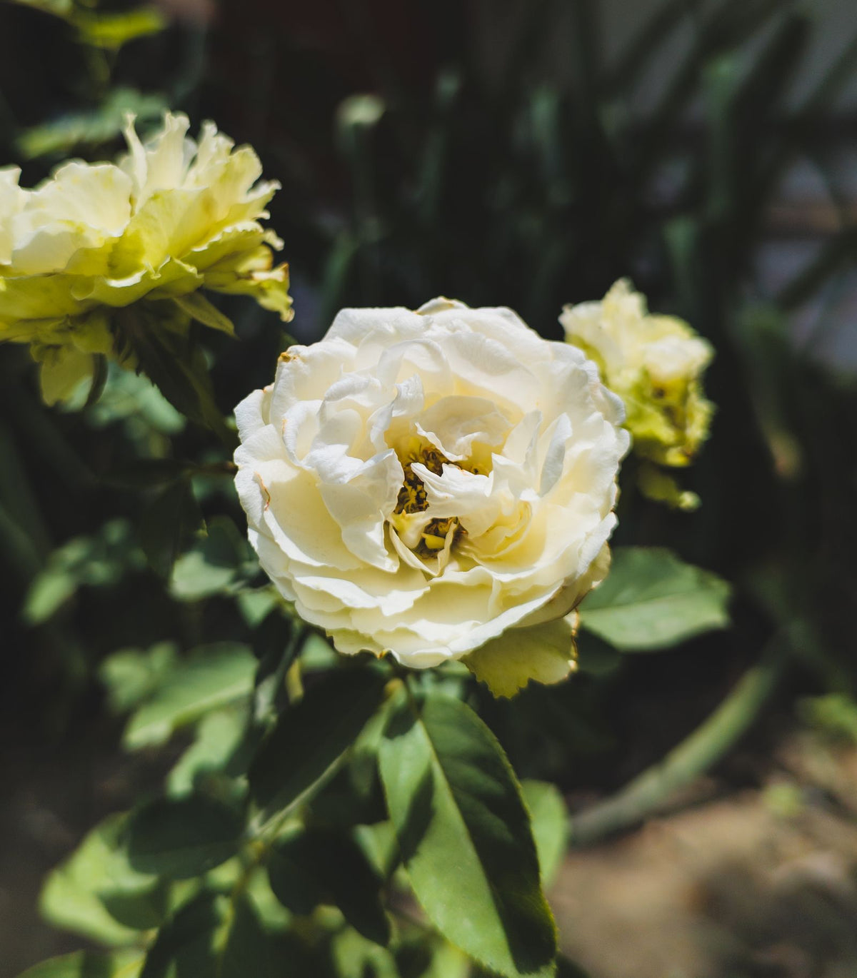 Chantilly Cream Rose