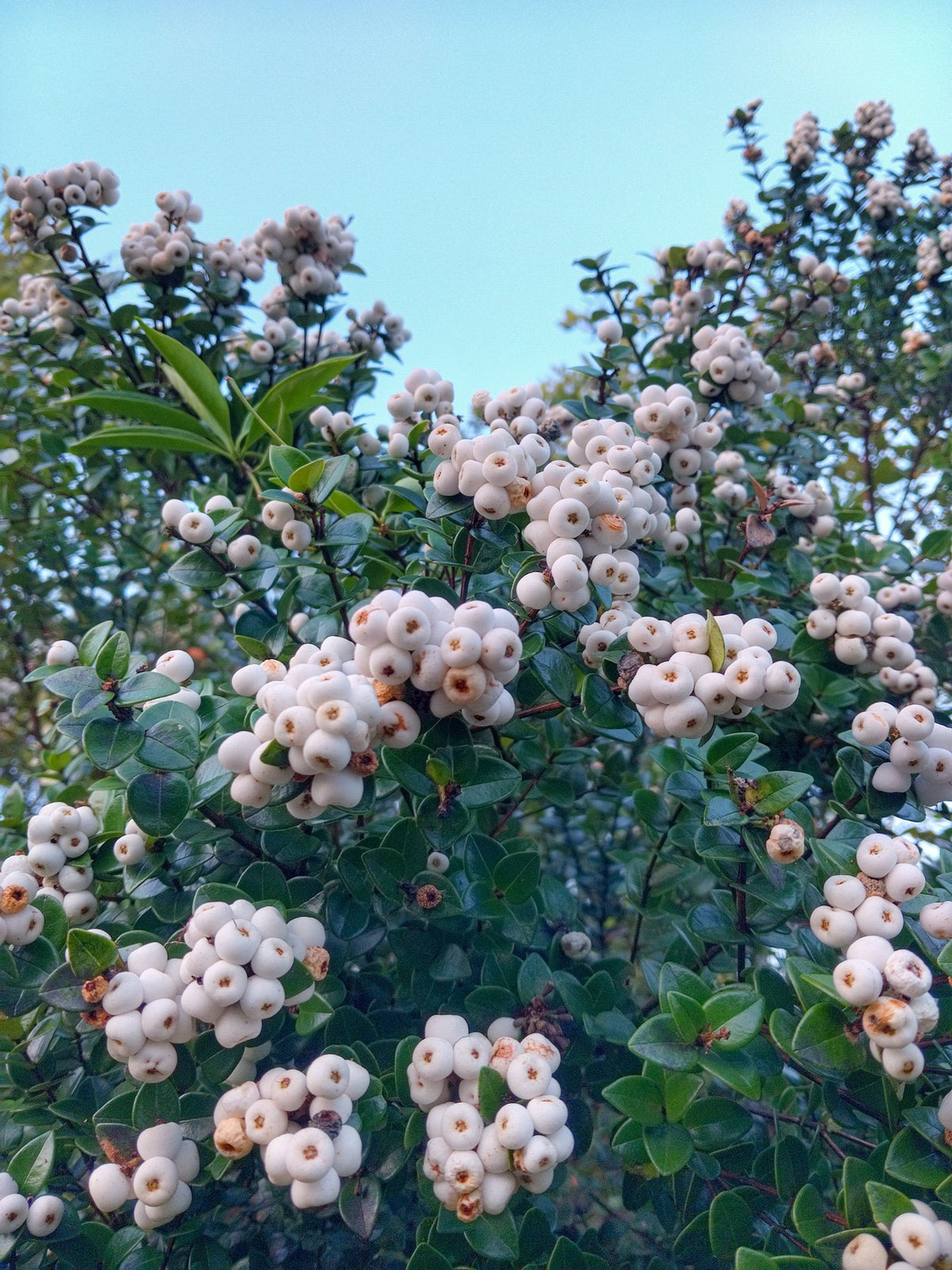 White American Beautyberry