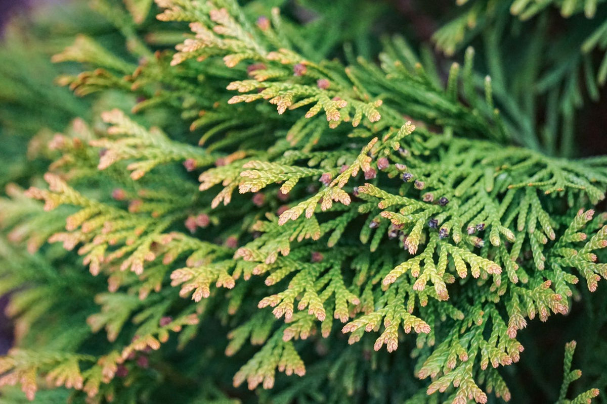 Franky Boy Arborvitae