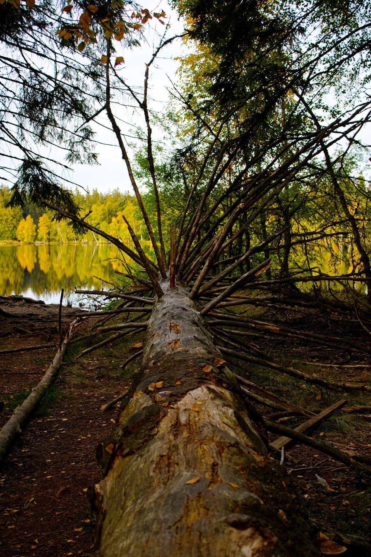 Emergency Tree Care & Storm Cleanup