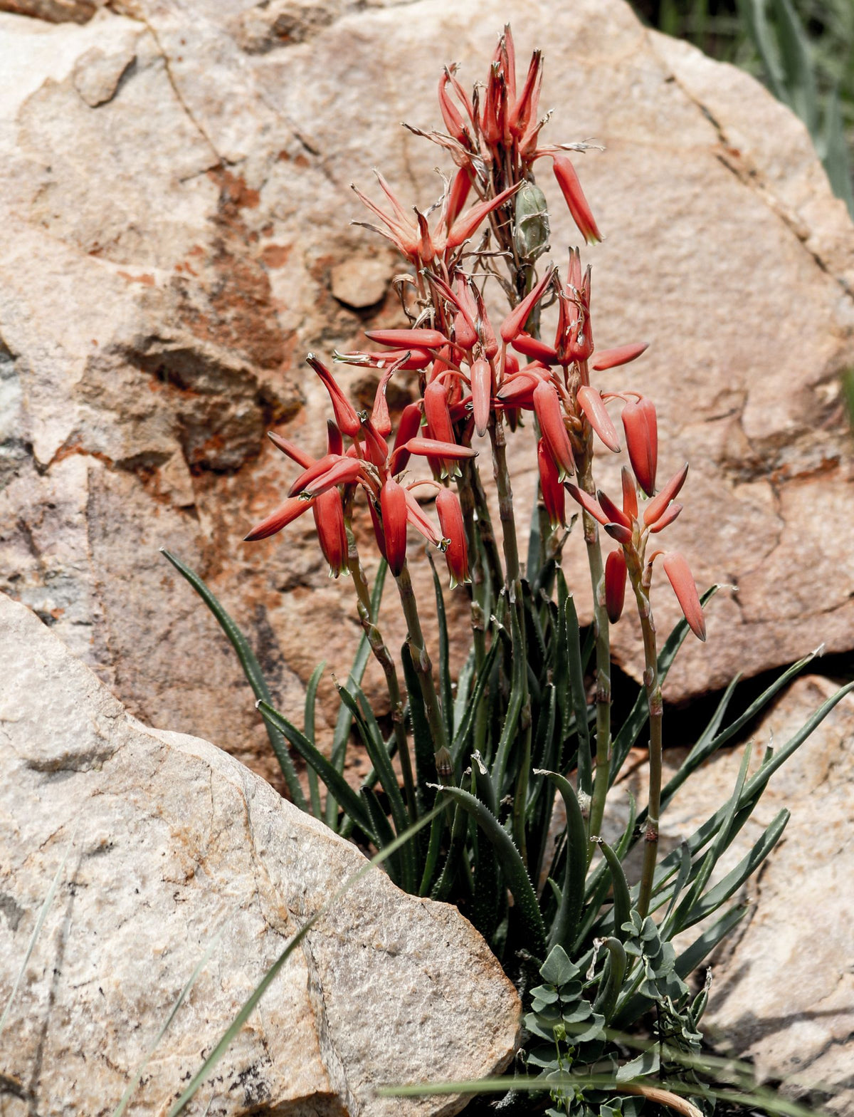 Yellow Yucca (Hesperaloe)