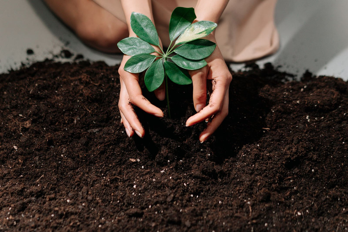 Lava Sand Planting Mix