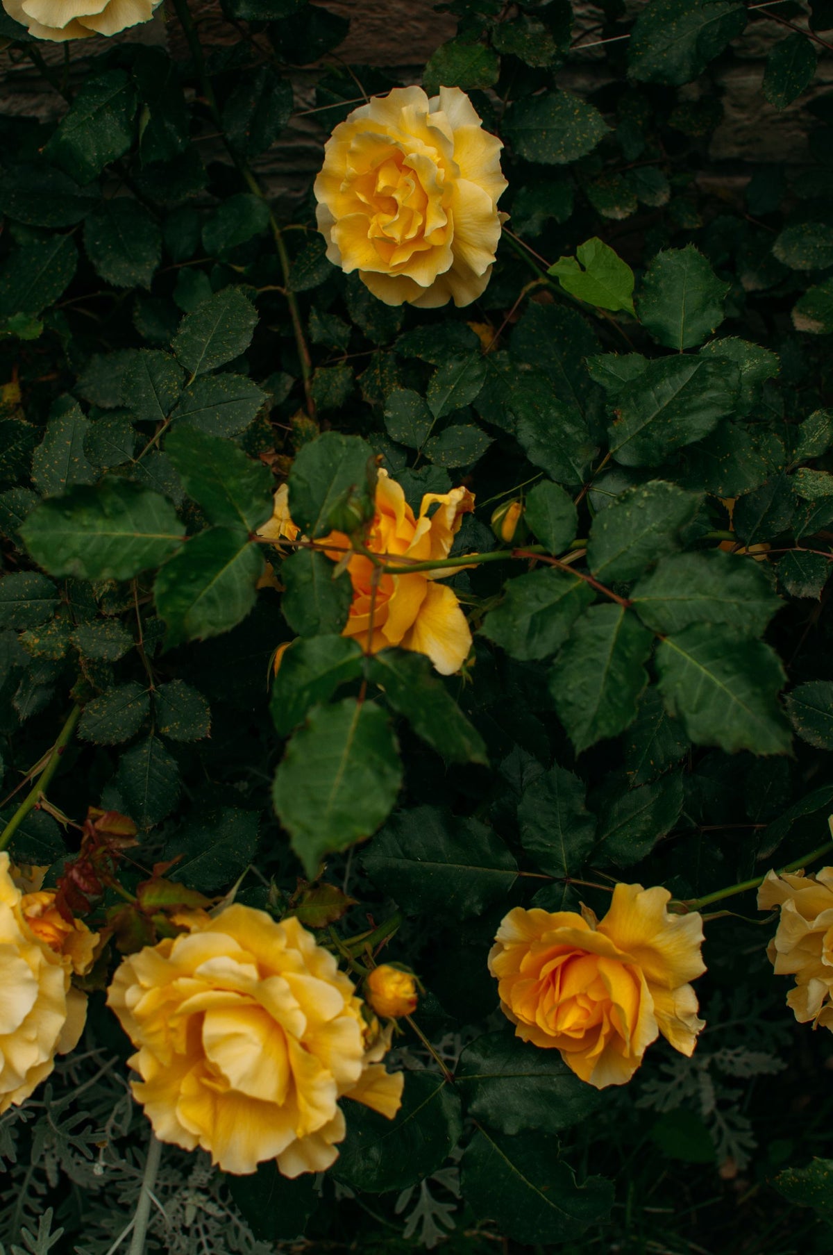 Morning Glow Rose