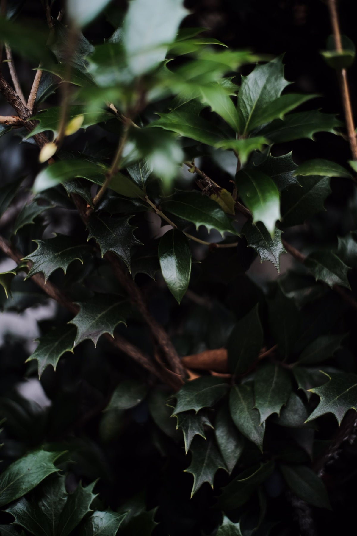 Goshiki Osmanthus