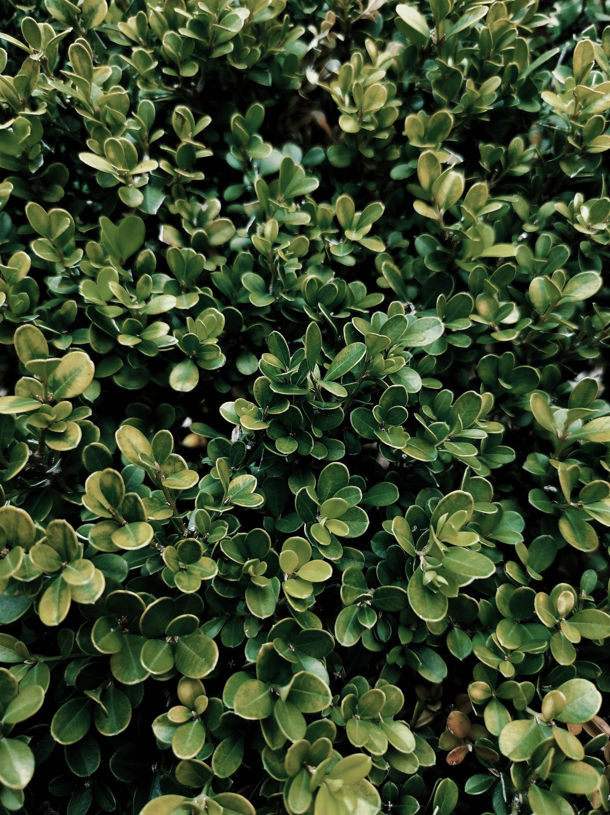 Green Velvet Boxwood