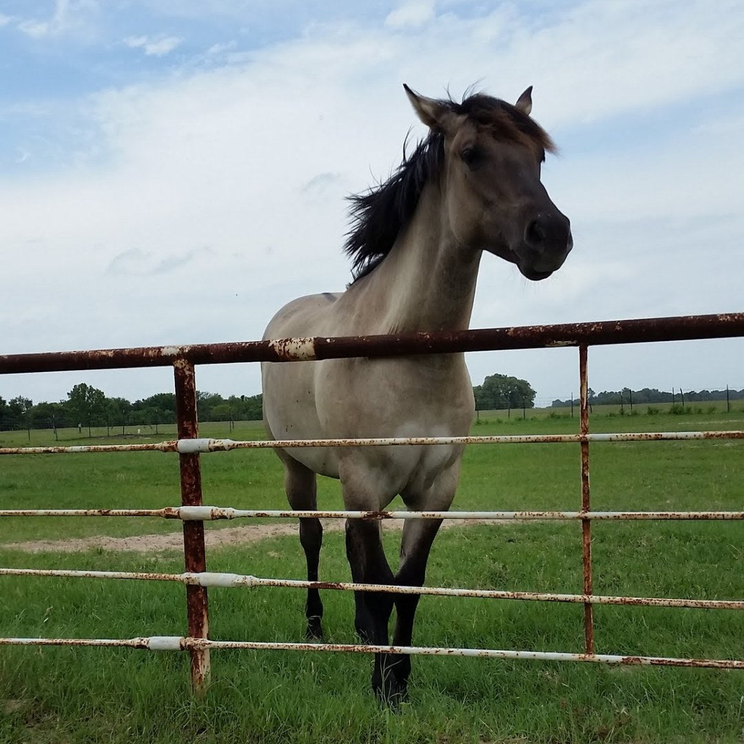 Pipe Ranch Fence (Continuous Welded Pipe)