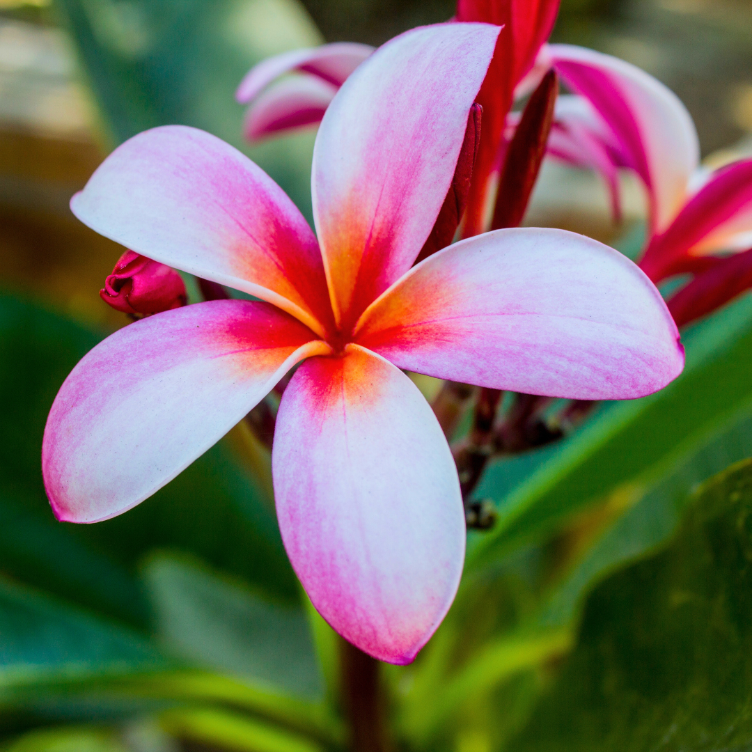 Plumeria