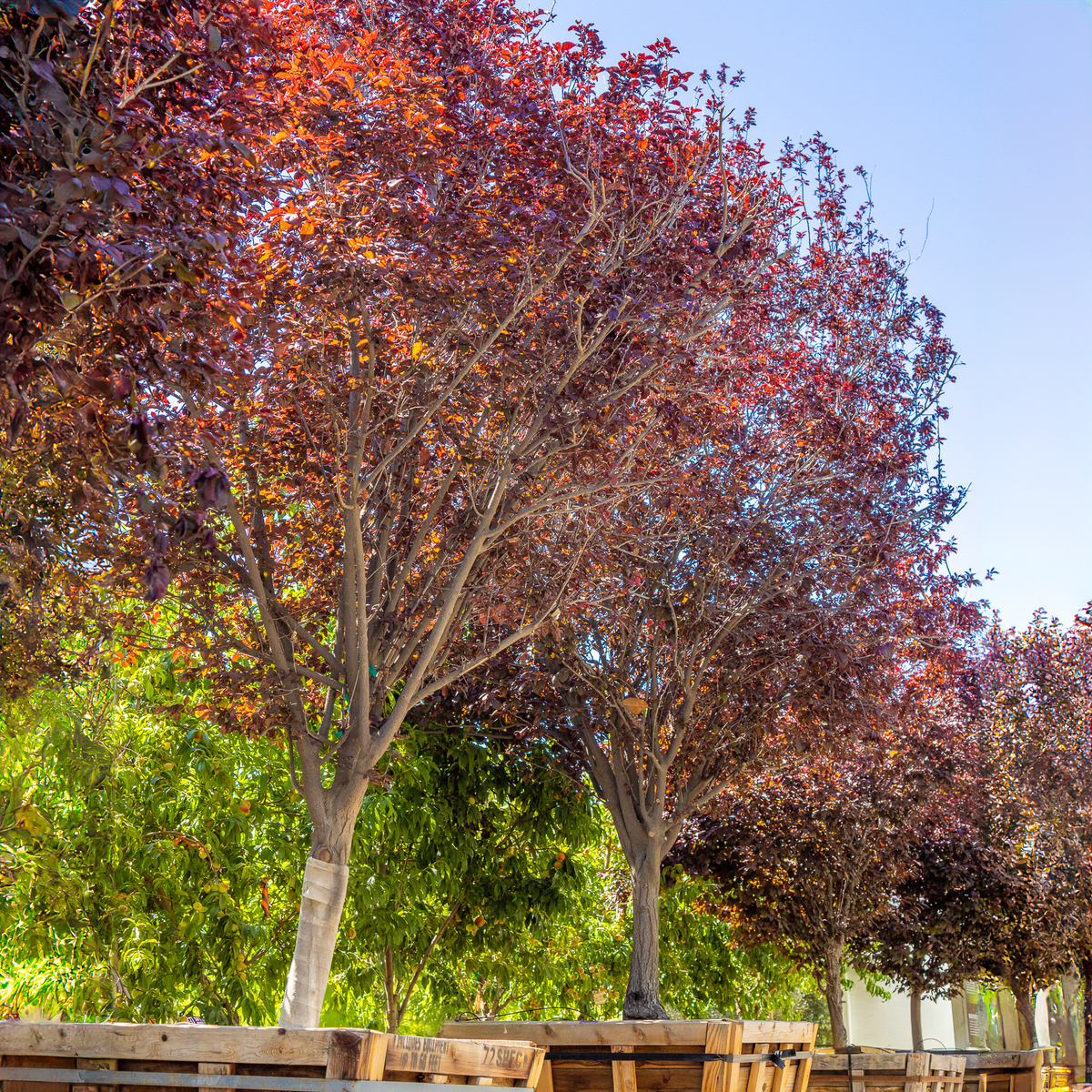 Purple Leaf Plum