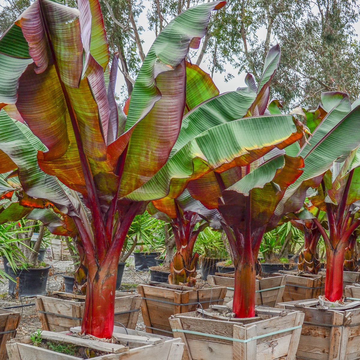 Red Banana Tree