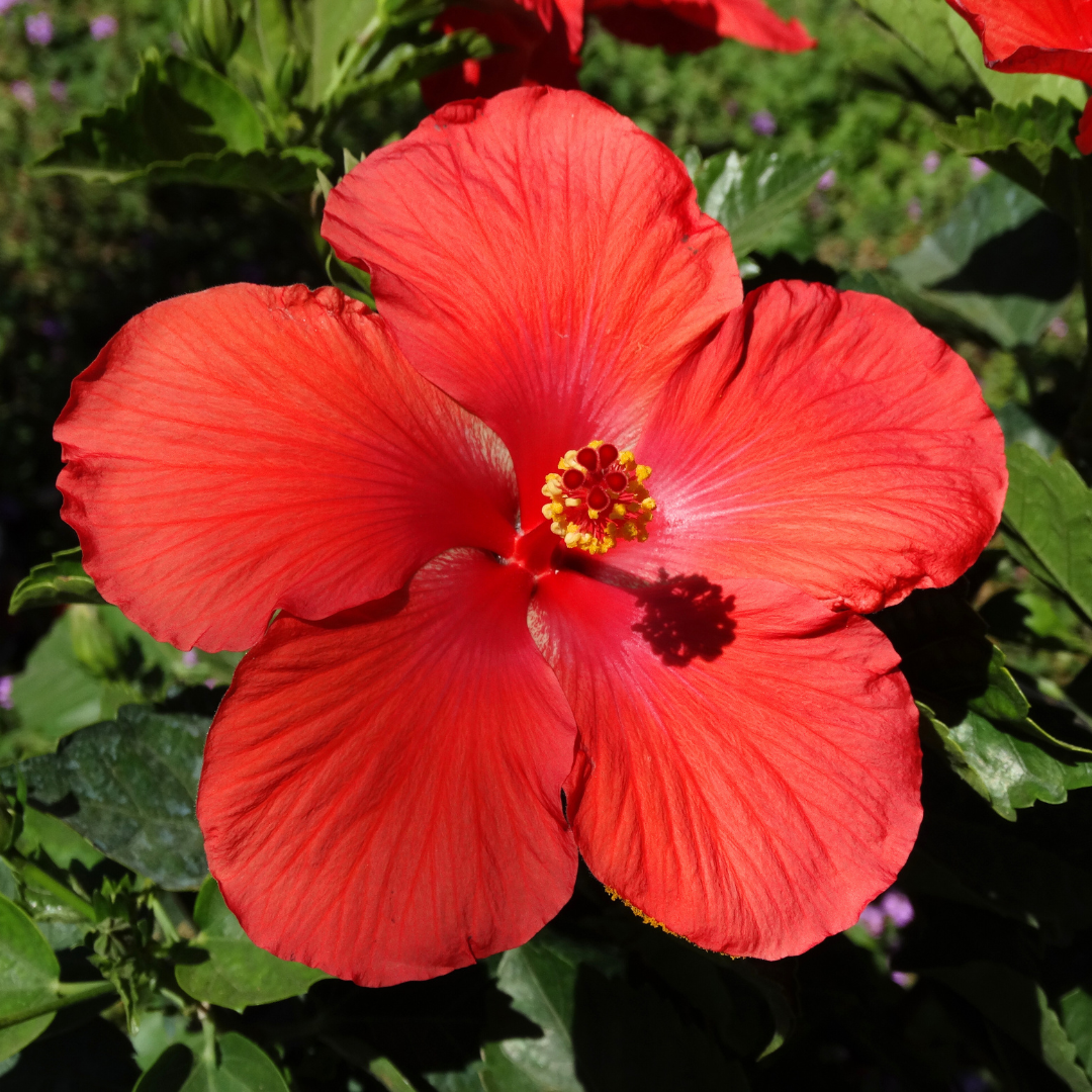 Red Hibiscus