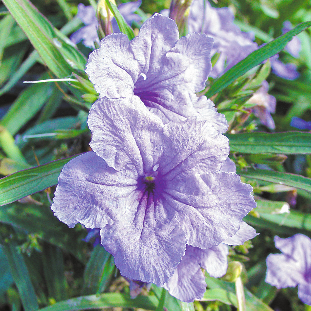 Katie Ruellia