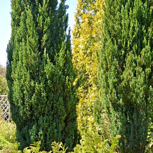Skyrocket Juniper