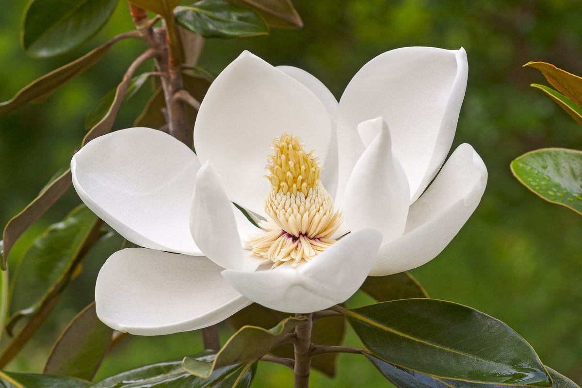 Southern Magnolia