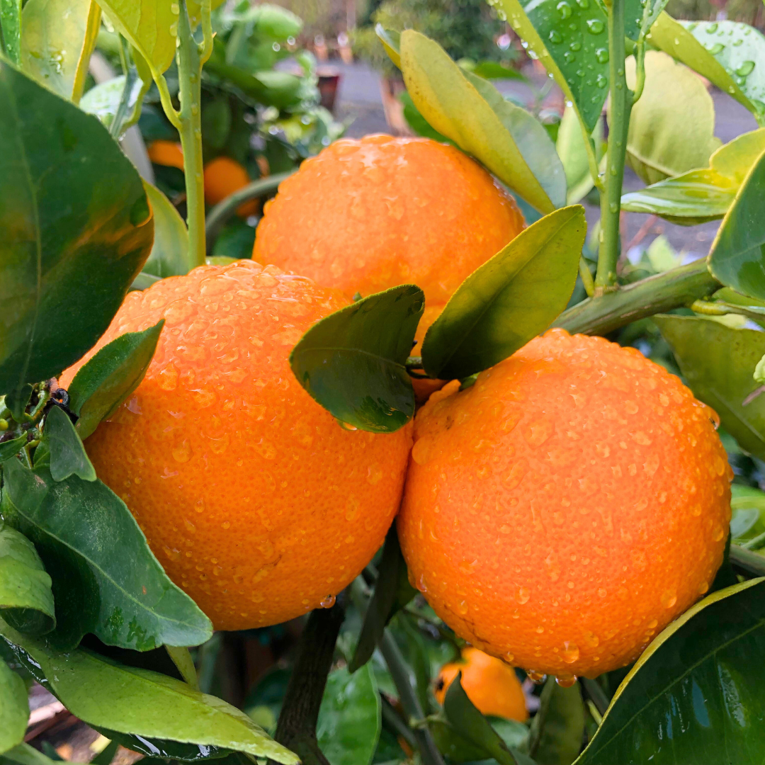 Valencia Orange