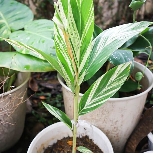 Variegated Ginger