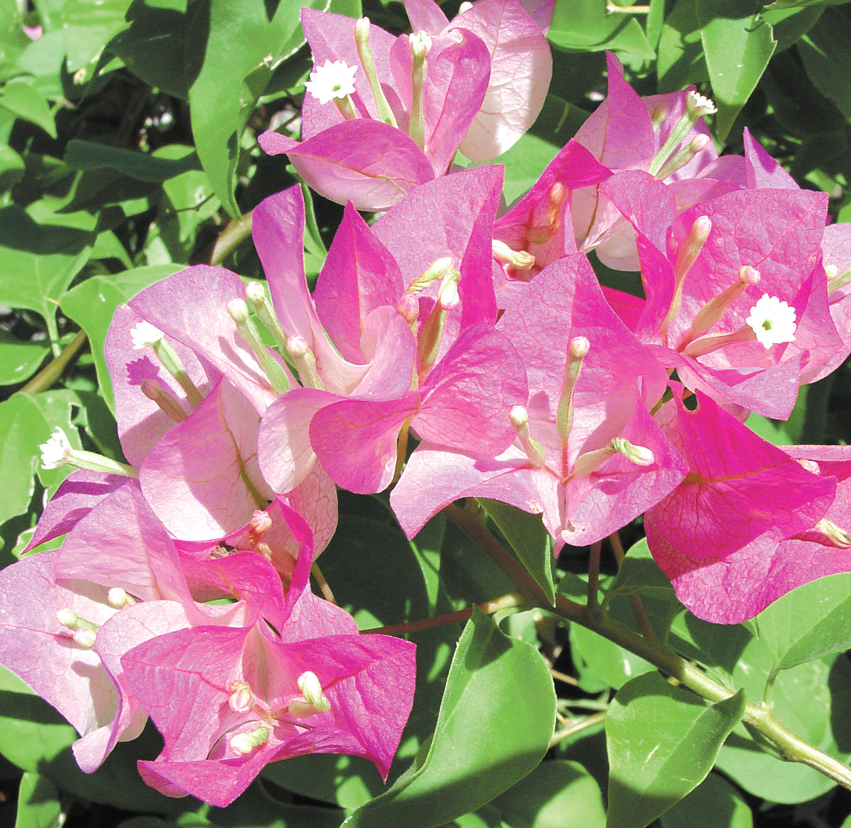 Bougainvillea Tahiti